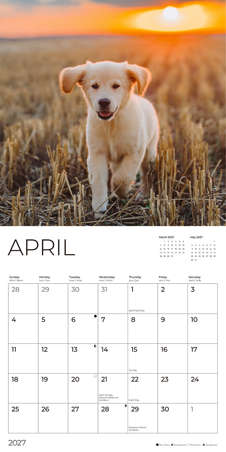 '27 Wall Calendar - Golden Retrievers Puppies