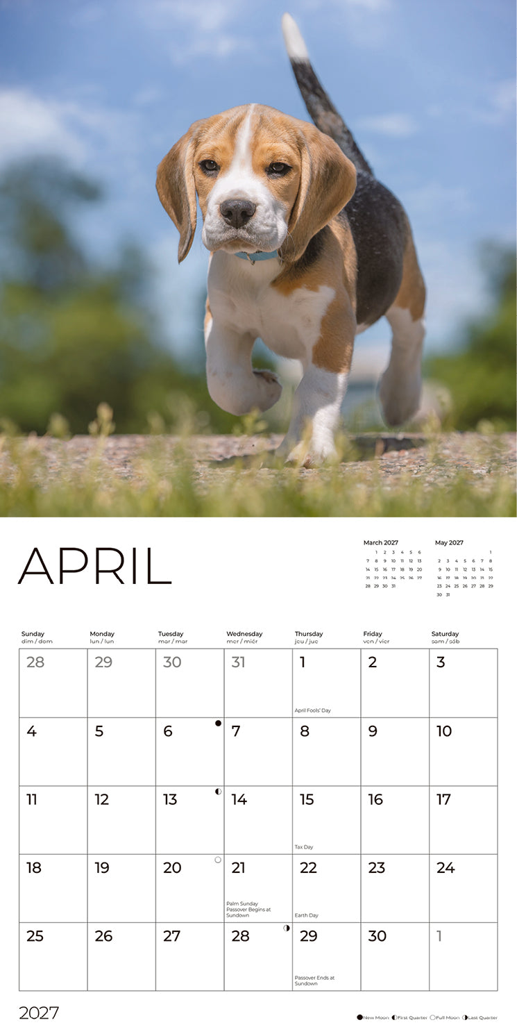 '27 Wall Calendar - Beagles Puppies