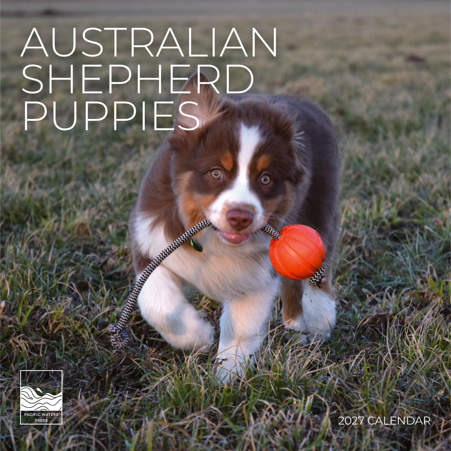 '27 Wall Calendar - Australian Shepherd Puppies