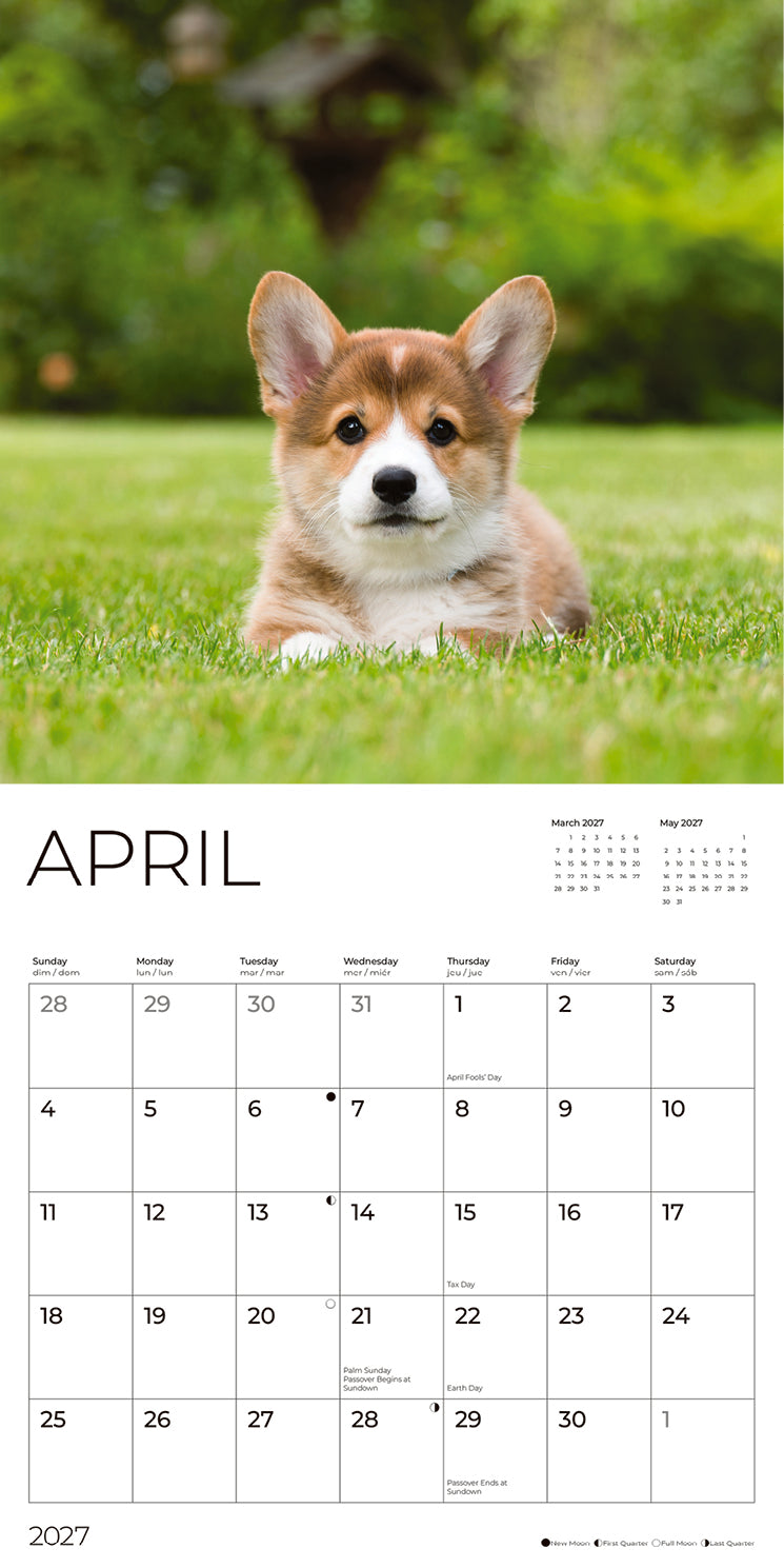 '27 Wall Calendar - Corgi Puppies