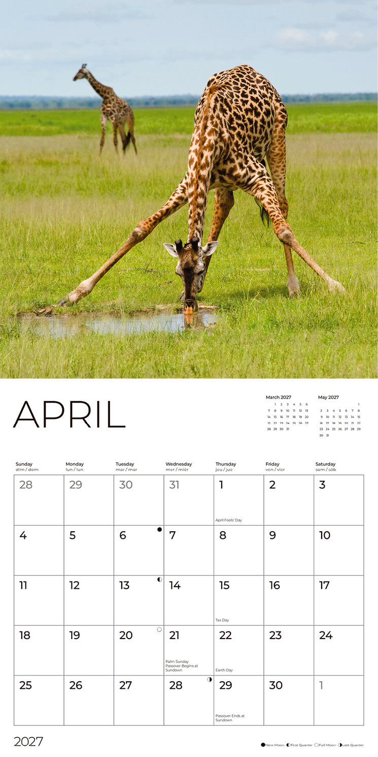 '27 Wall Calendar - Giraffes