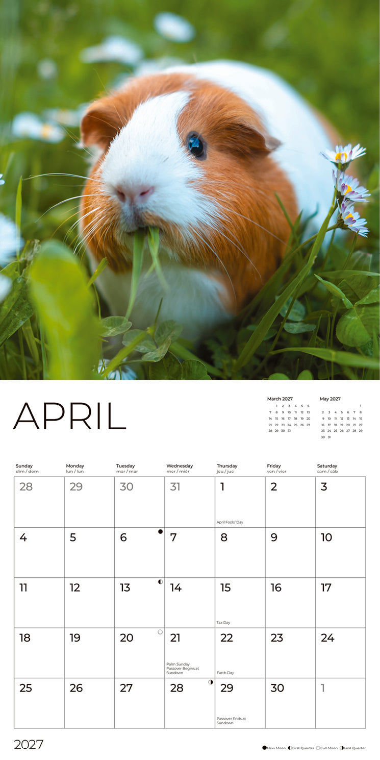 '27 Wall Calendar - Guinea Pigs
