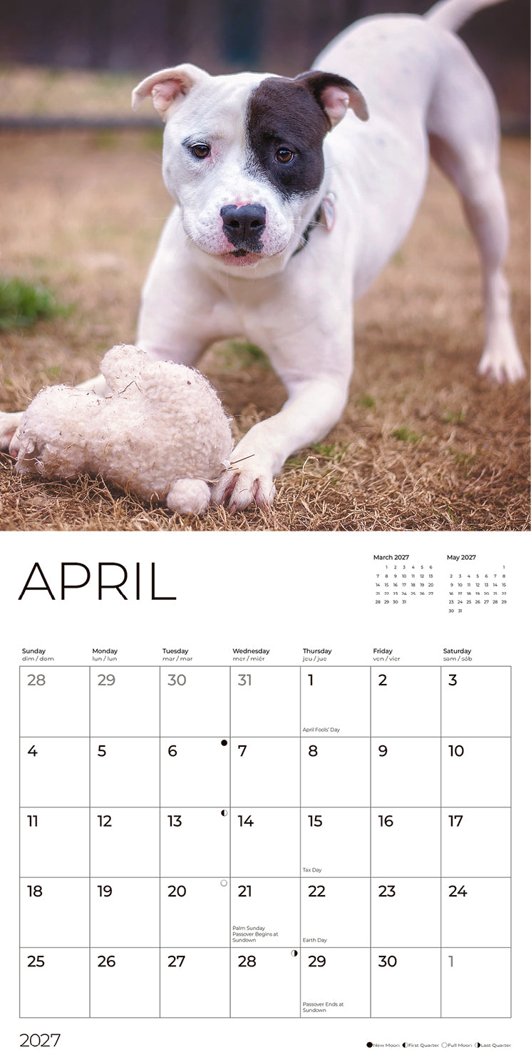 '27 Wall Calendar - Pit Bulls Puppies
