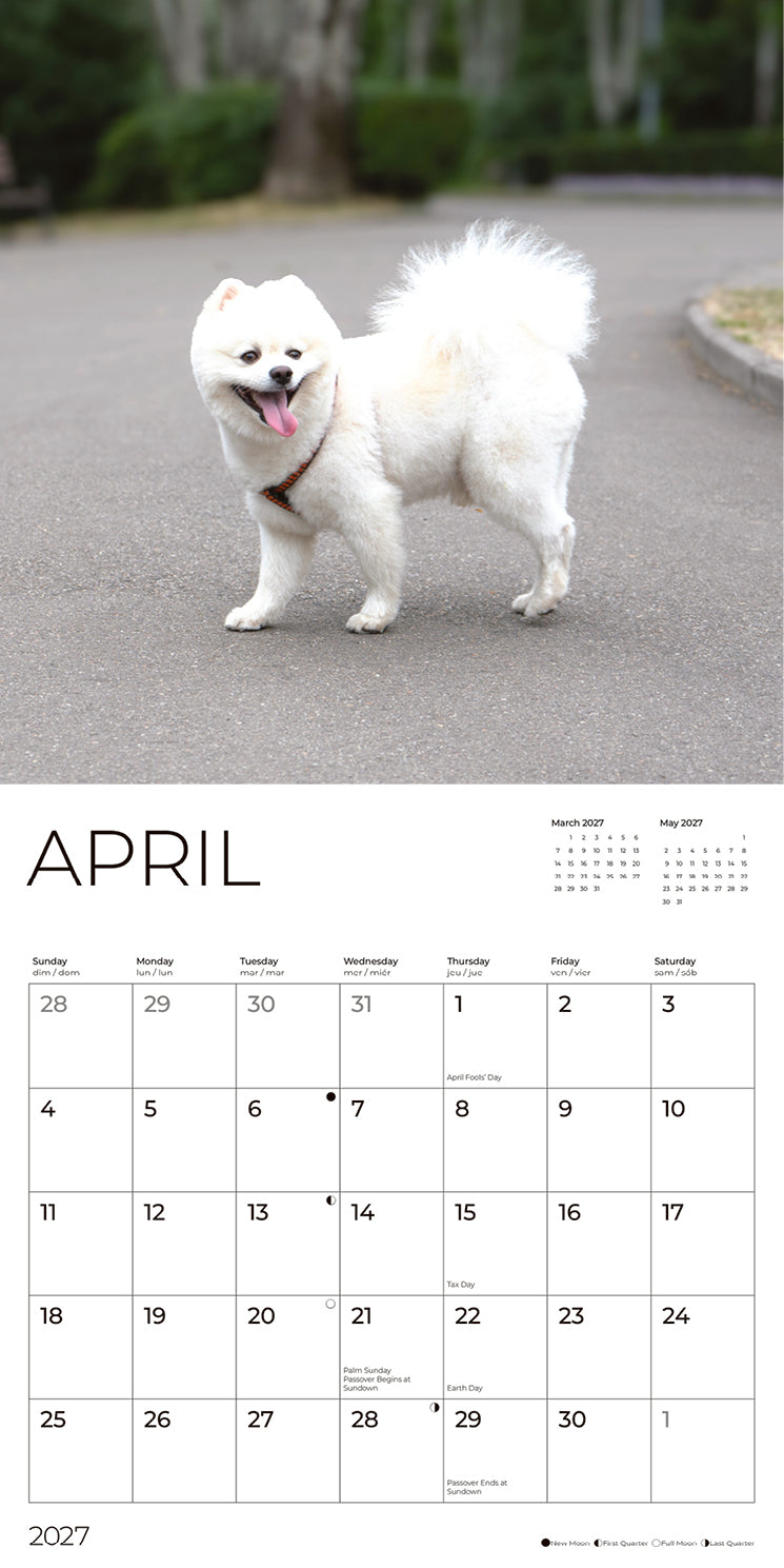 '27 Wall Calendar - Pomeranians
