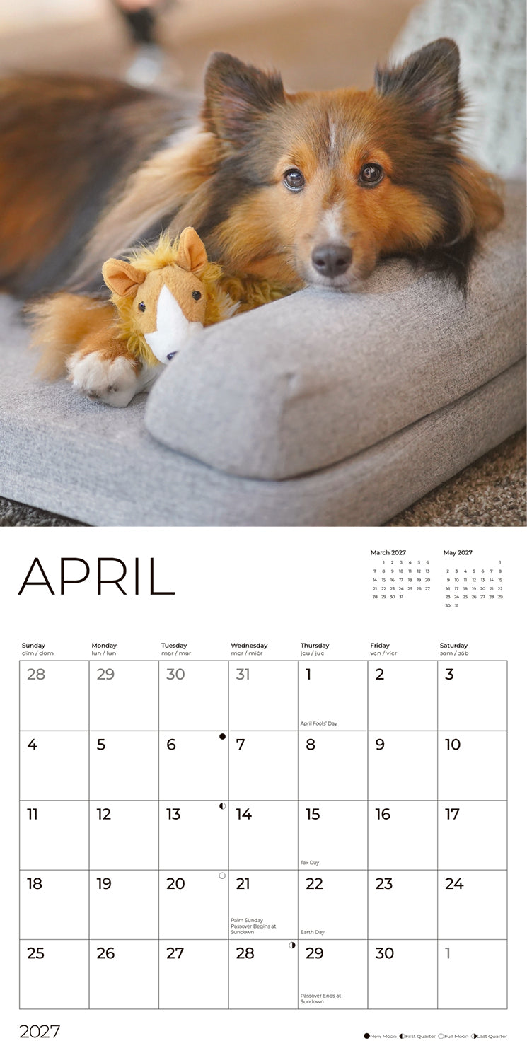 '27 Wall Calendar - Shetland Sheepdogs