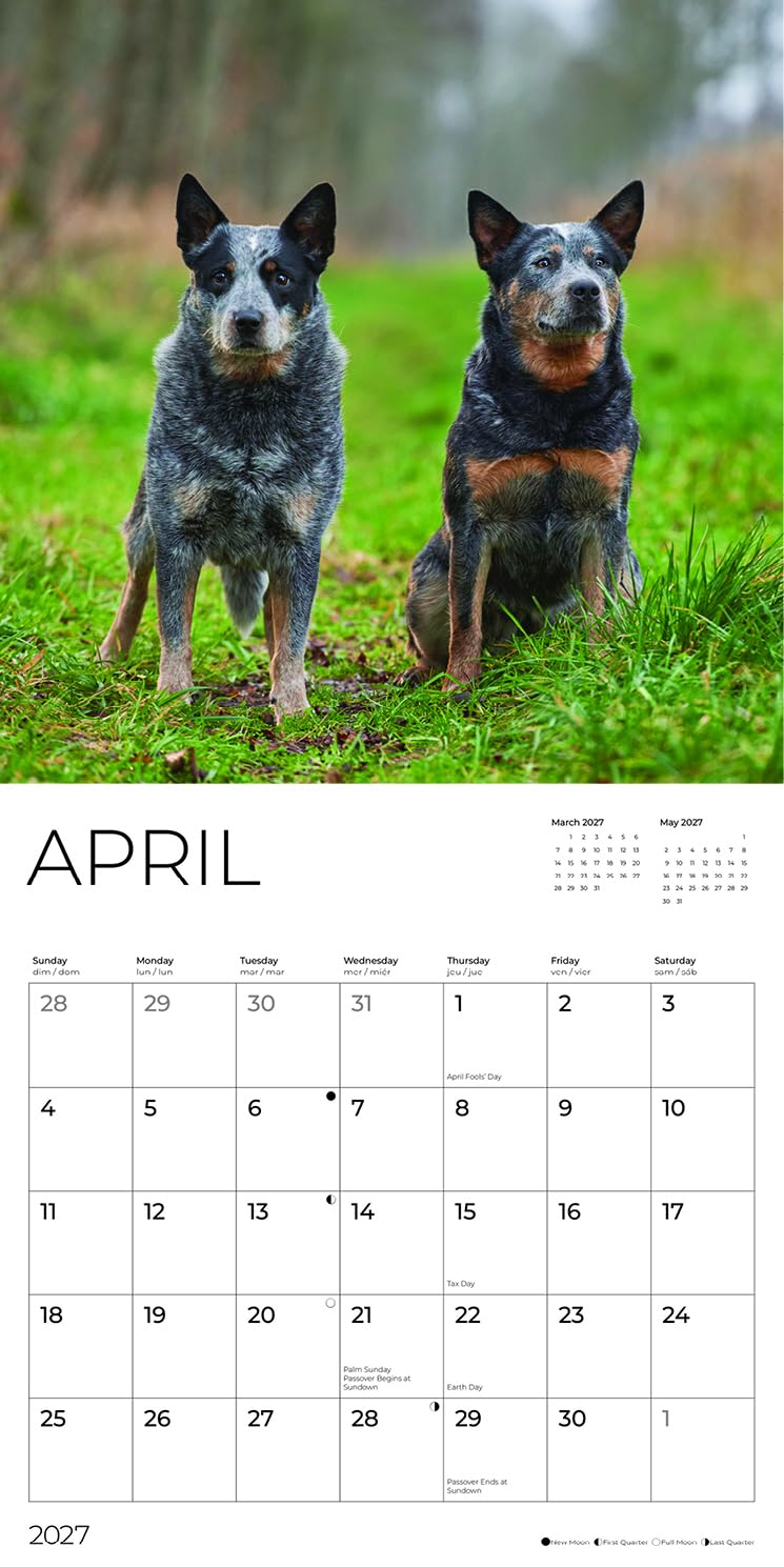 '27 Wall Calendar - Australian Cattle Dogs