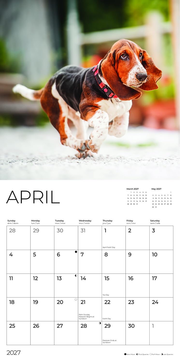 '27 Wall Calendar - Basset Hounds