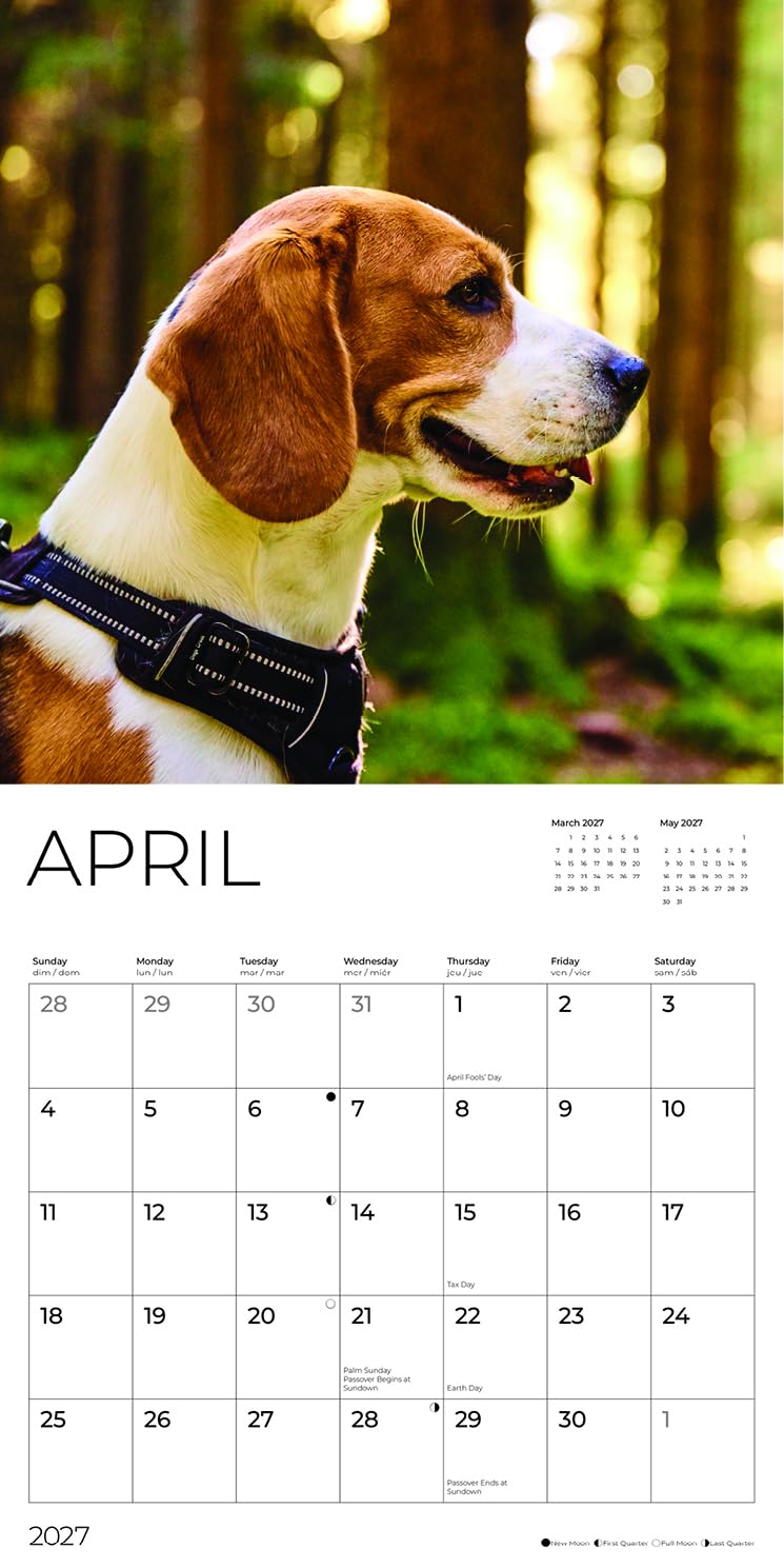 '27 Wall Calendar - Beagles