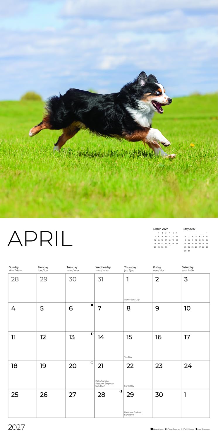 '27 Wall Calendar - Australian Shepherds