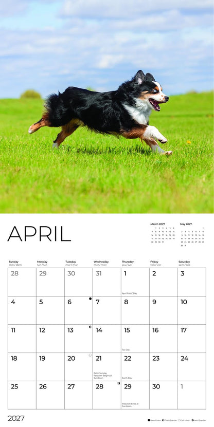 '27 Wall Calendar - Australian Shepherds