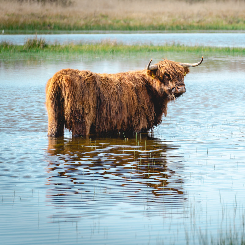 Wildlife