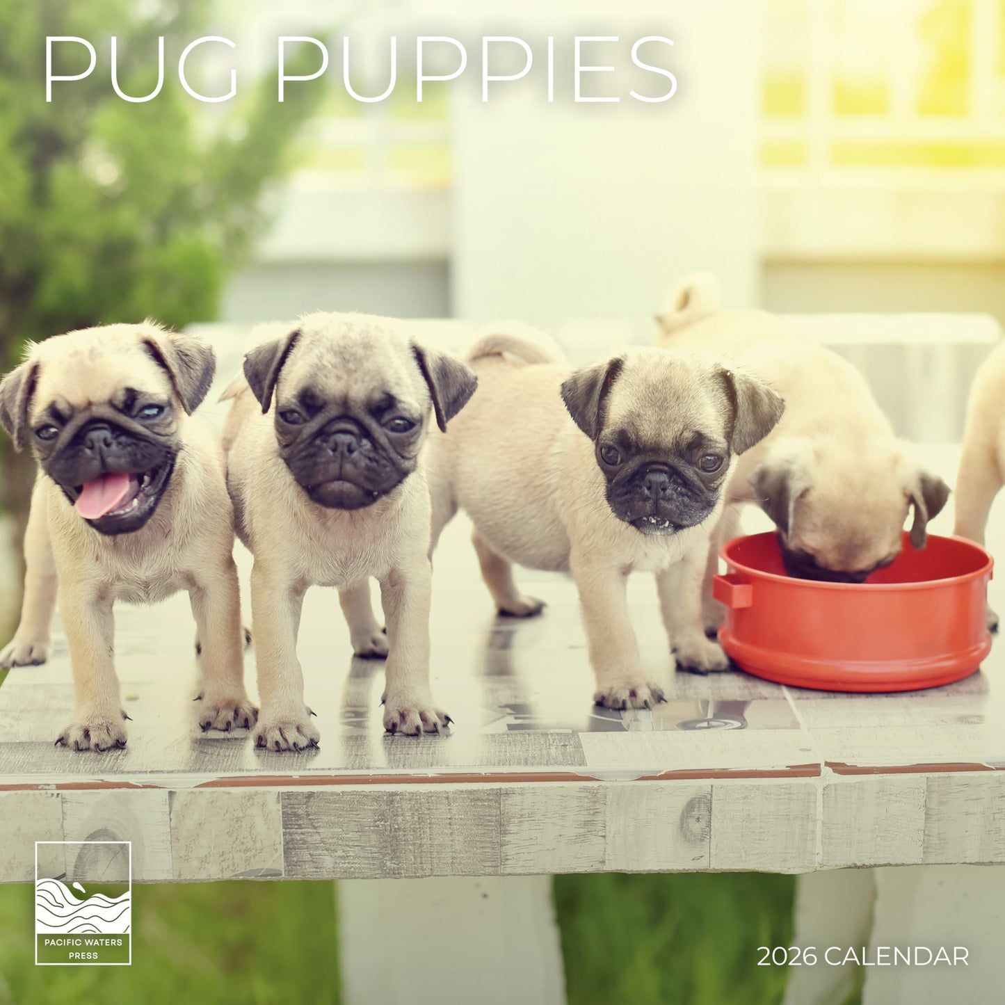 '26 Wall Calendar - Dogs