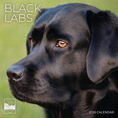 '26 Wall Calendar - Dogs