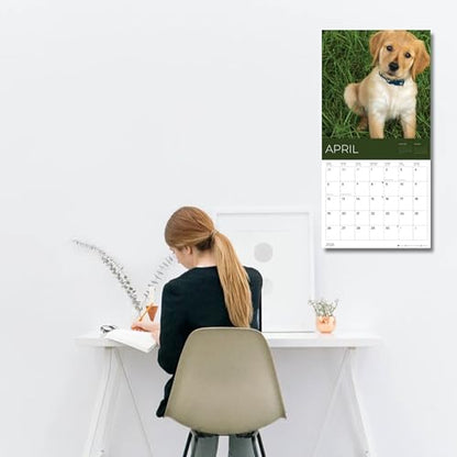 '26 Wall Calendar - Dogs - 18mo