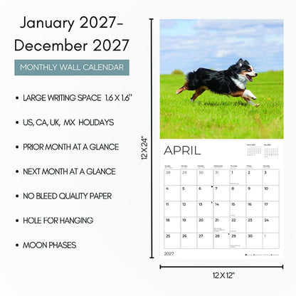 '27 Wall Calendar - Australian Shepherds
