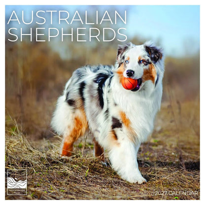 '27 Wall Calendar - Australian Shepherds