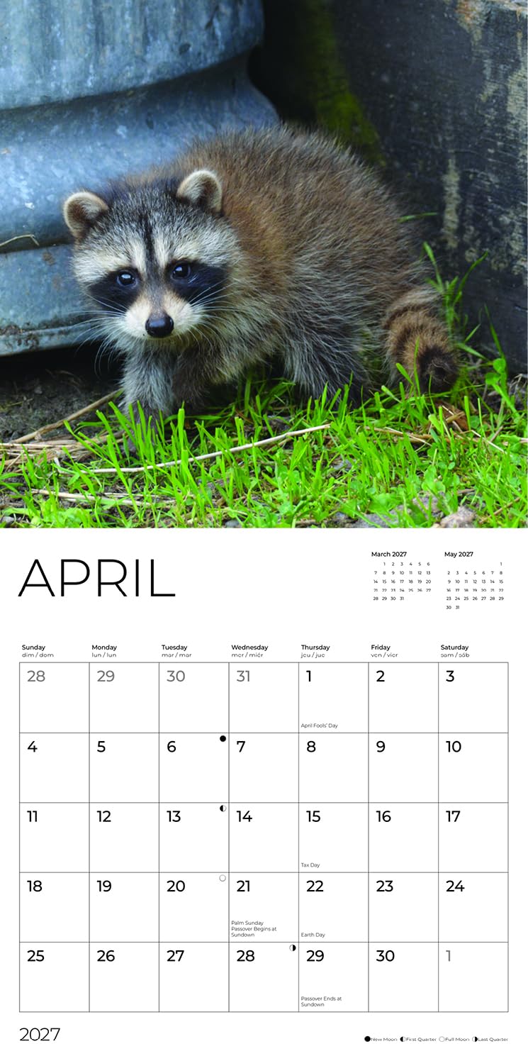 '27 Wall Calendar - Baby Raccoons