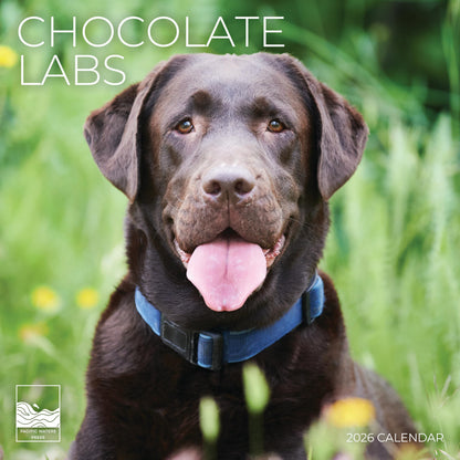 '26 Wall Calendar - Dogs