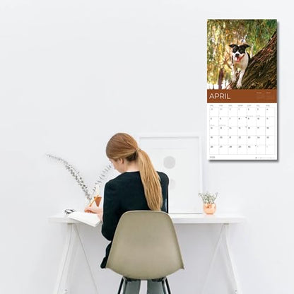 '26 Wall Calendar - Dogs - 18mo
