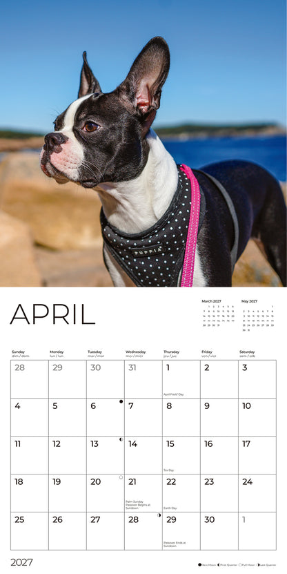 '27 Wall Calendar - Boston Terriers