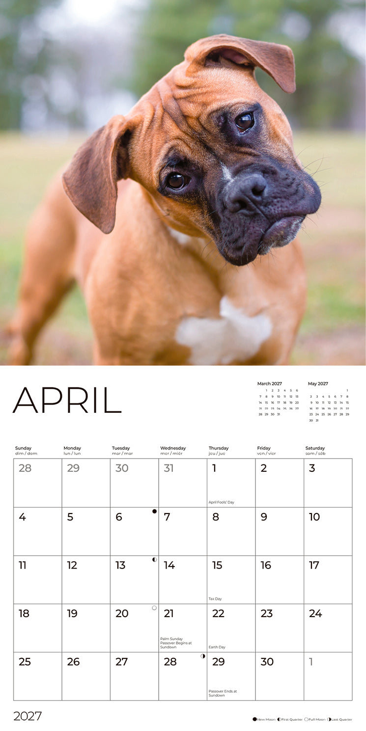'27 Wall Calendar - Boxers
