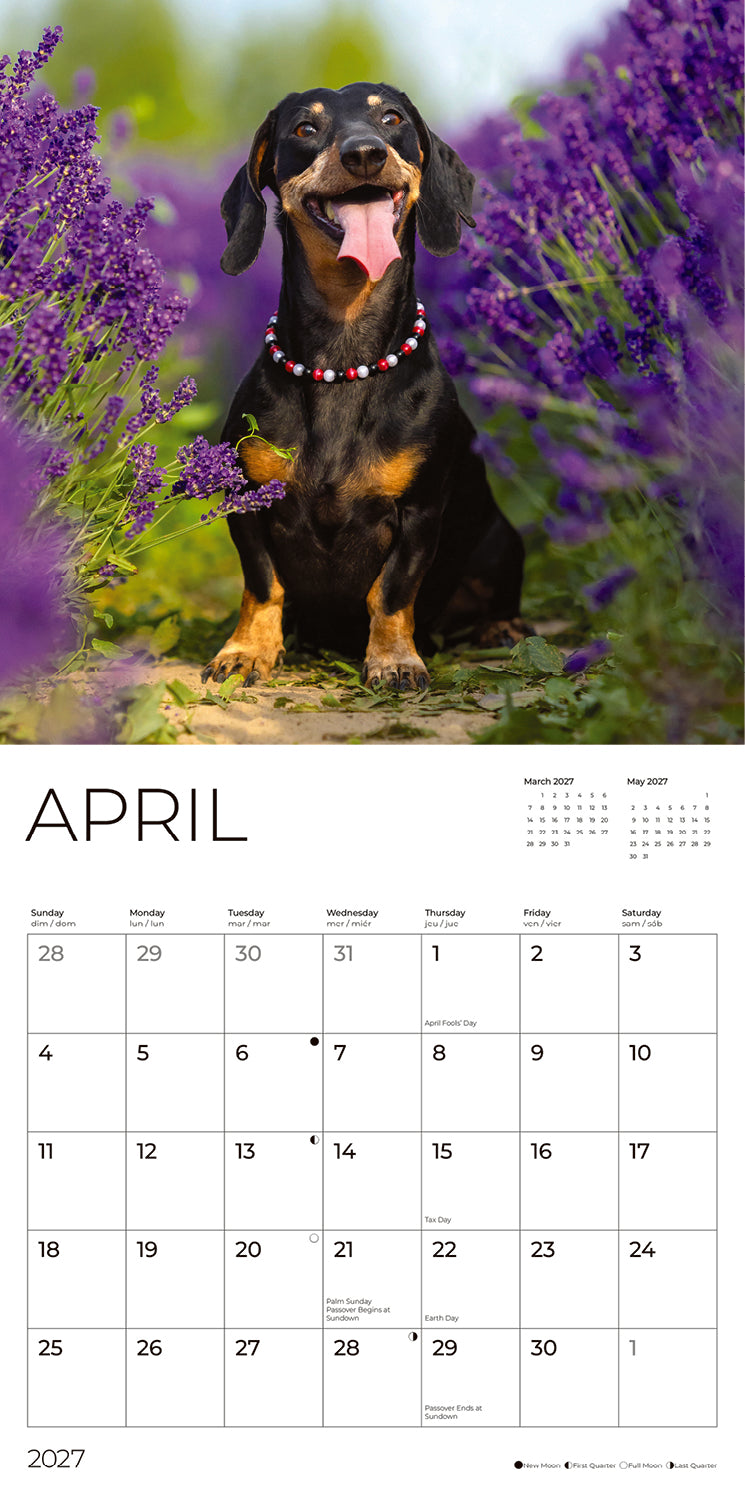 '27 Wall Calendar - Dachshunds