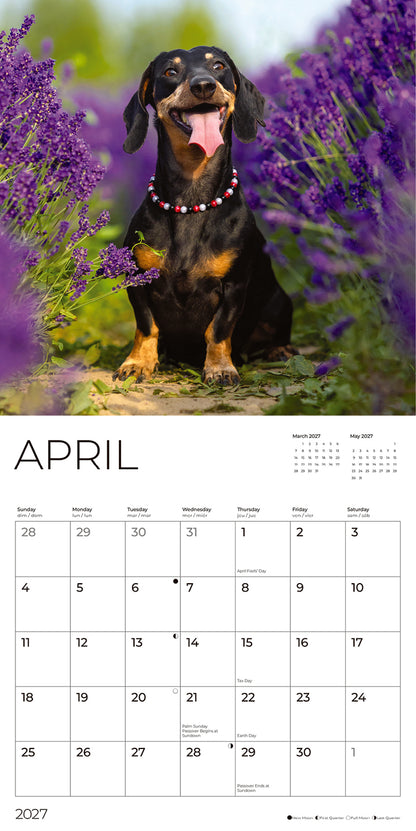 '27 Wall Calendar - Dachshunds
