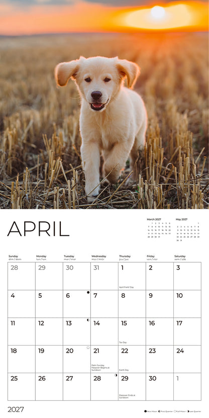 '27 Wall Calendar - Golden Retrievers Puppies