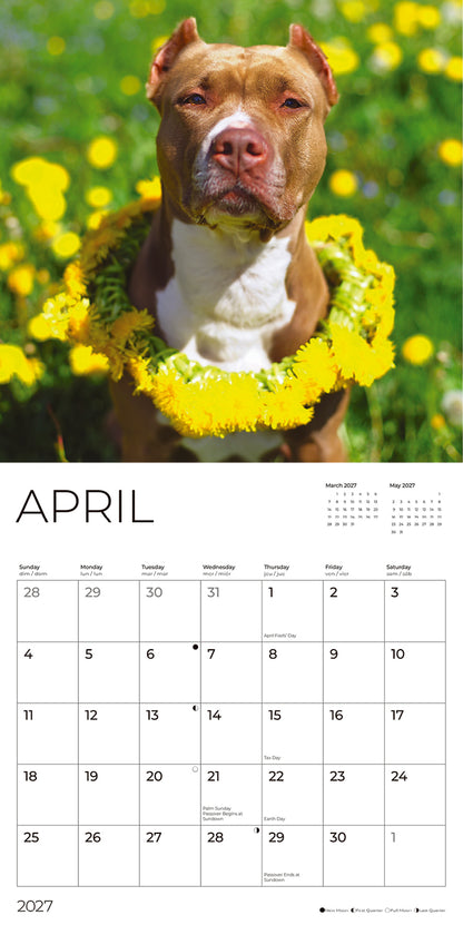 '27 Wall Calendar - Pit Bulls