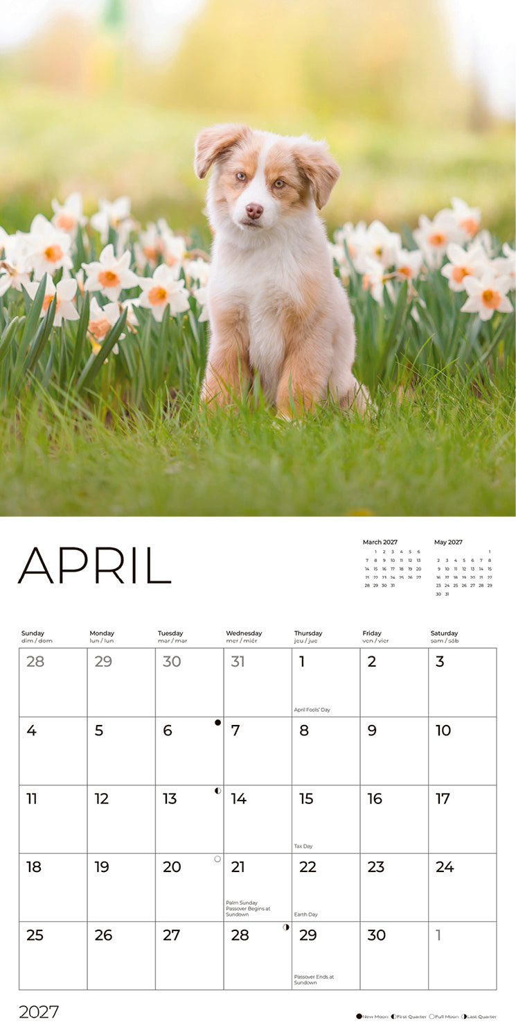 '27 Wall Calendar - Australian Shepherd Puppies