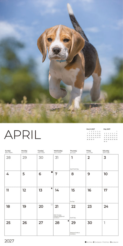 '27 Wall Calendar - Beagles Puppies