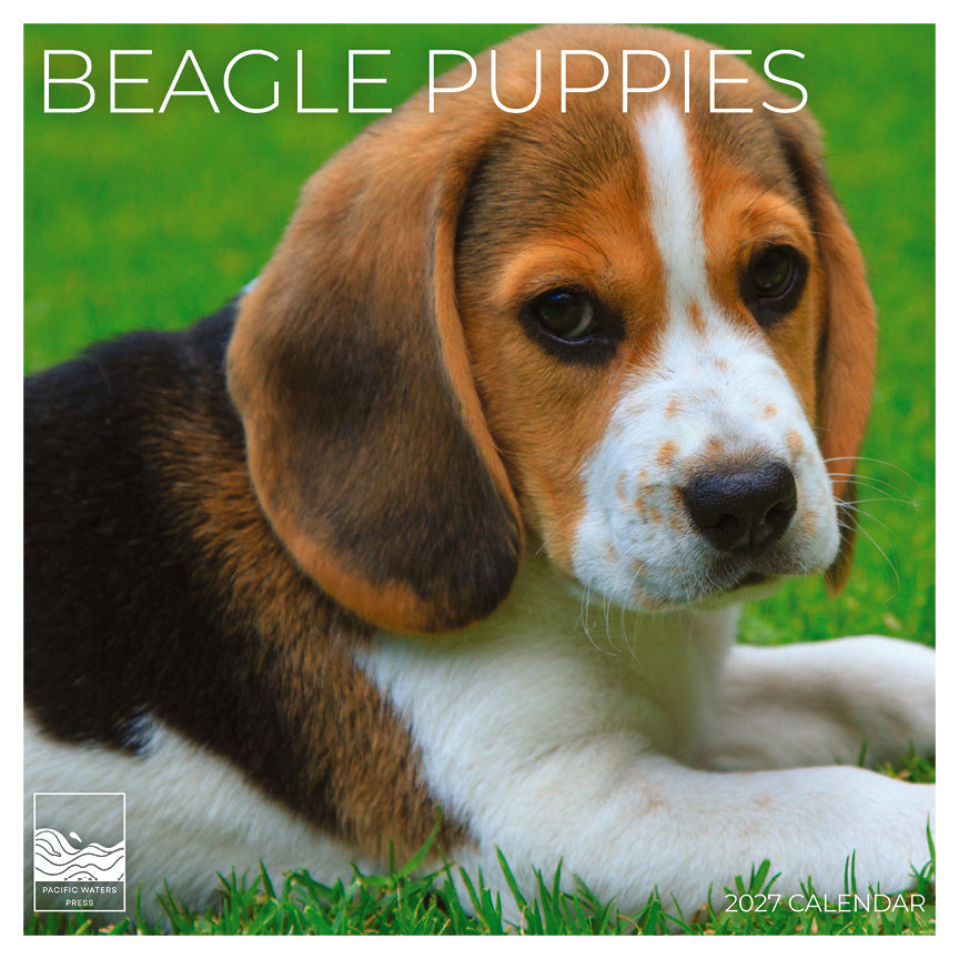 '27 Wall Calendar - Beagles Puppies