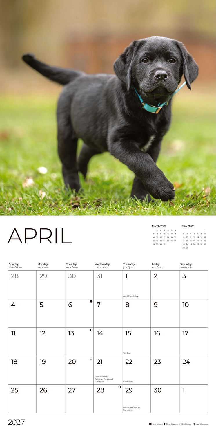 '27 Wall Calendar - Black Lab Puppies