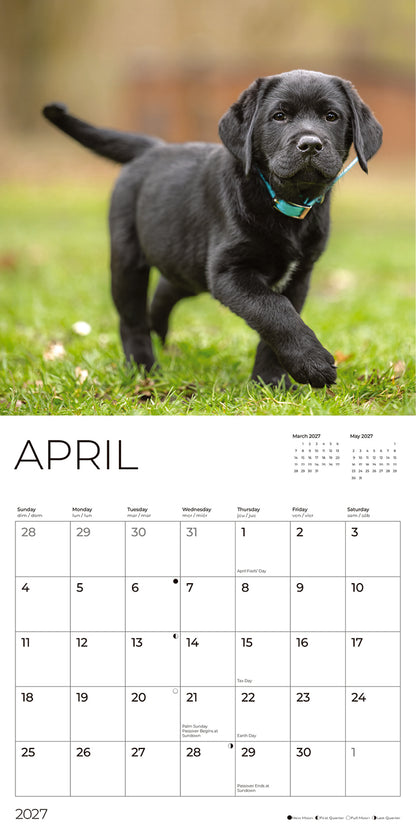 '27 Wall Calendar - Black Lab Puppies