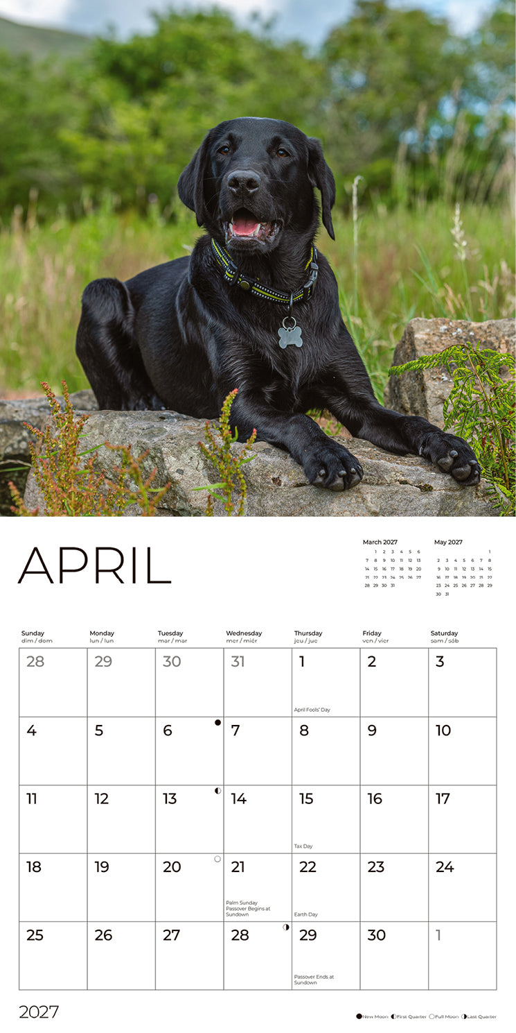 '27 Wall Calendar - Black Labs