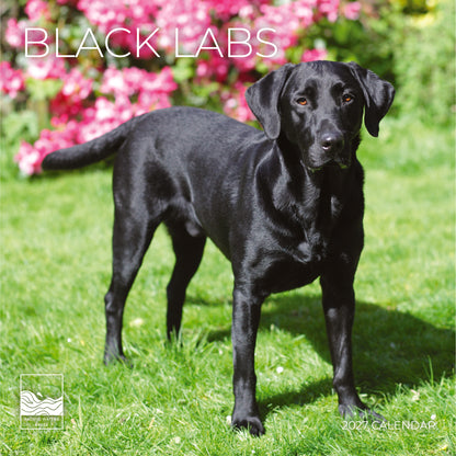 '27 Wall Calendar - Black Labs