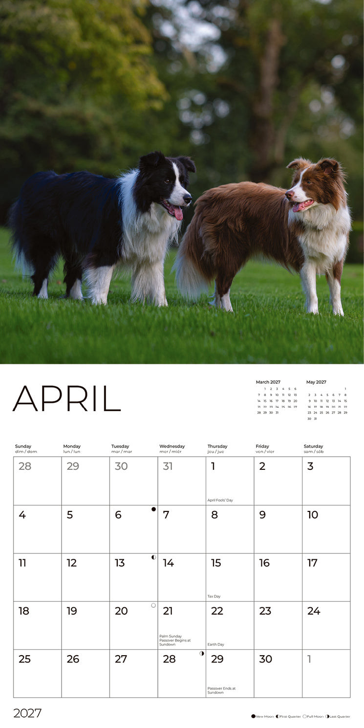 '27 Wall Calendar - Border Collies