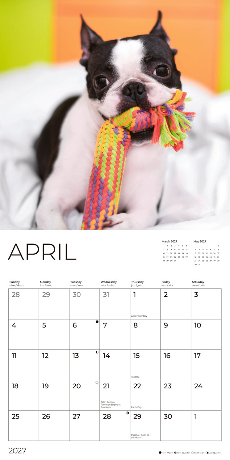 '27 Wall Calendar - Boston Terrier Puppies