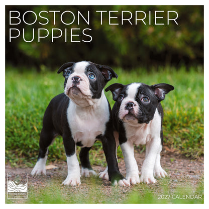 '27 Wall Calendar - Boston Terrier Puppies