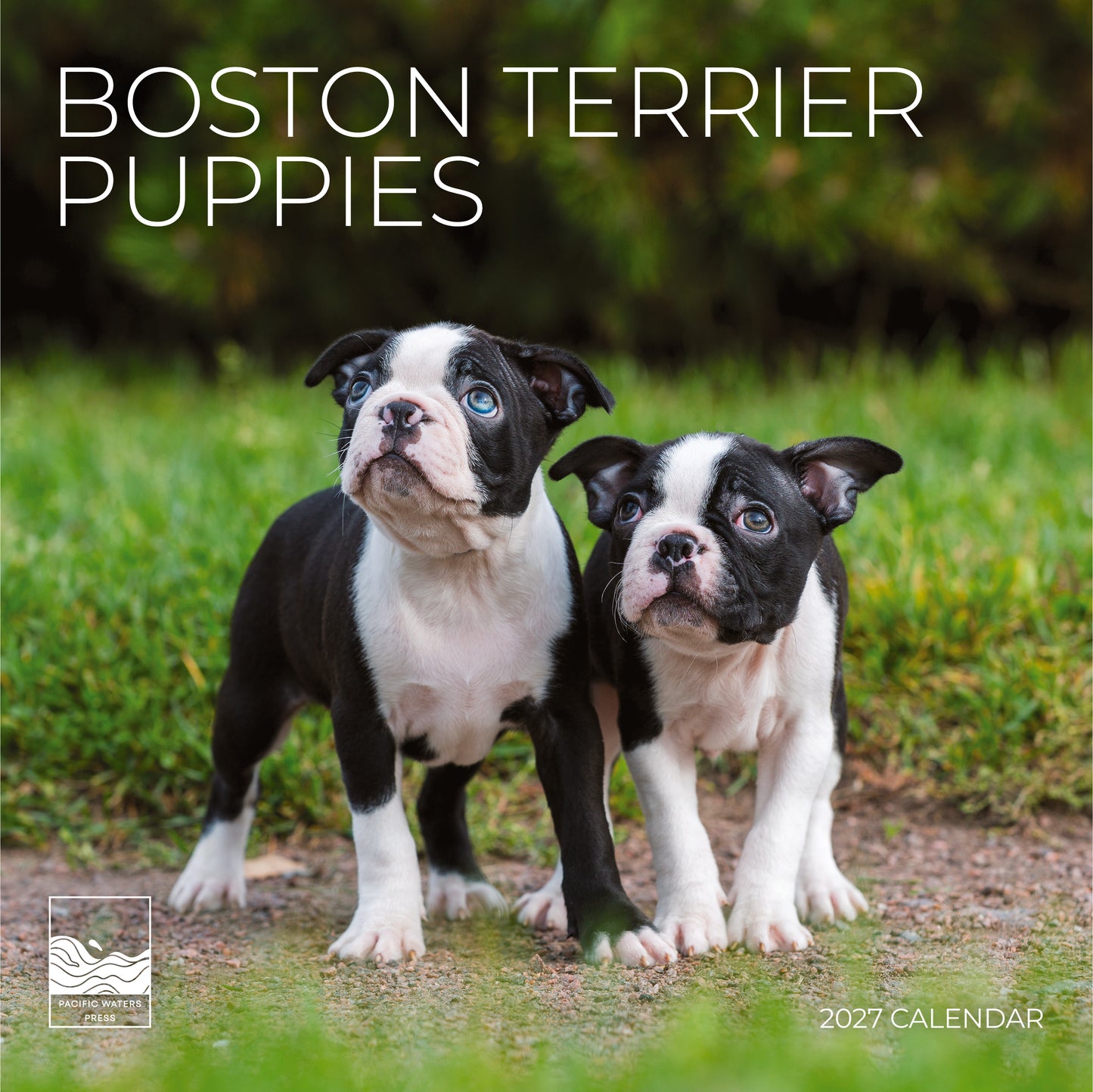 '27 Wall Calendar - Boston Terrier Puppies