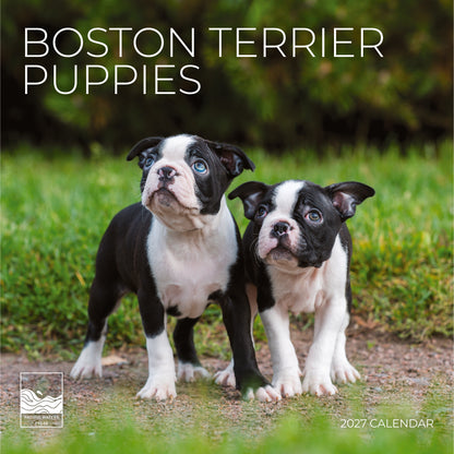 '27 Wall Calendar - Boston Terrier Puppies