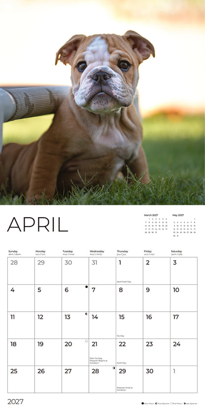'27 Wall Calendar - Bulldog Puppies