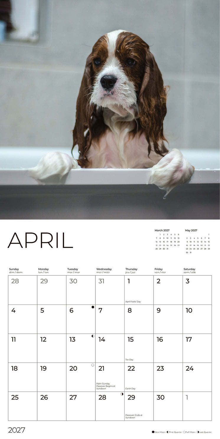 '27 Wall Calendar - Cavalier King Charles Spaniels