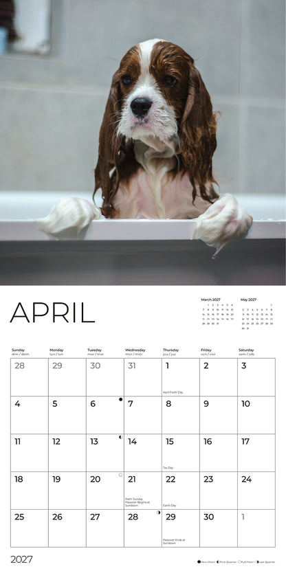 '27 Wall Calendar - Cavalier King Charles Spaniels