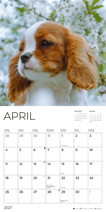 '27 Wall Calendar - Cavalier King Charles Spaniel Puppies