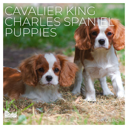 '27 Wall Calendar - Cavalier King Charles Spaniel Puppies