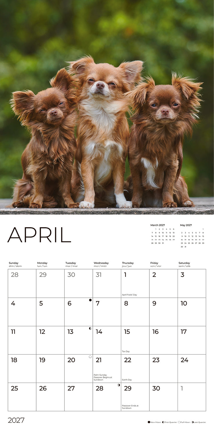 '27 Wall Calendar - Chihuahuas
