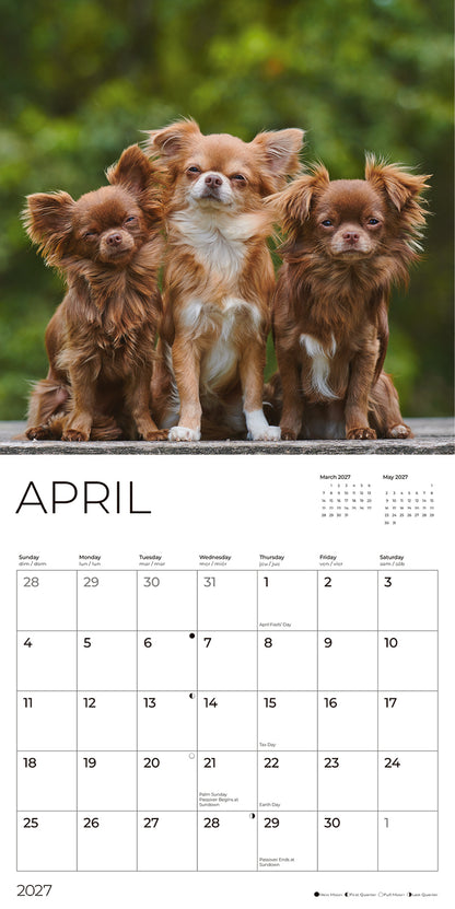'27 Wall Calendar - Chihuahuas