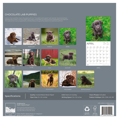 '27 Wall Calendar - Chocolate Lab Puppies