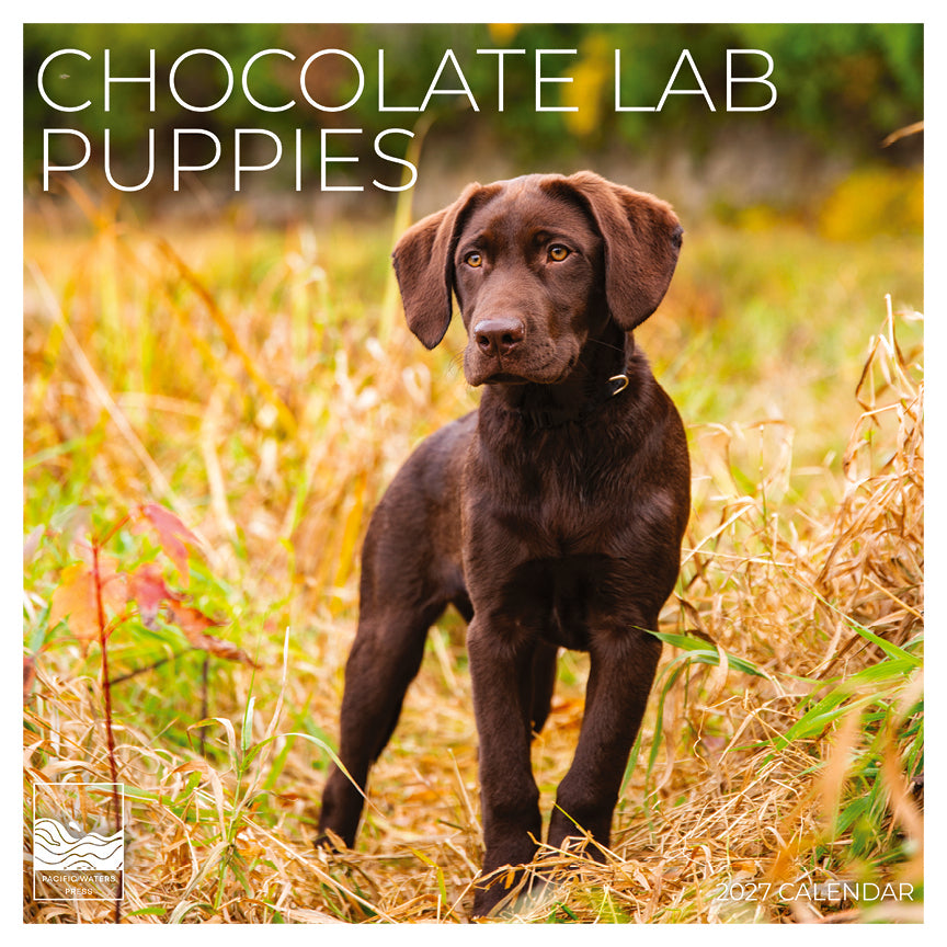 '27 Wall Calendar - Chocolate Lab Puppies
